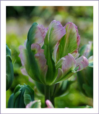 Tulipa_Viridiflora_Spring_Green_16-05-05.jpg