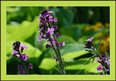 Erysimum_Bowles_Mauve_2_15-05-05.jpg