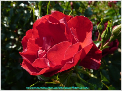 Planten_un_Bloomen_Kordes2008_01.jpg
