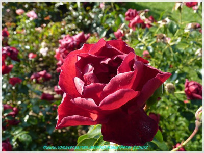 Planten_un_Bloomen_Kordes2008_02.jpg