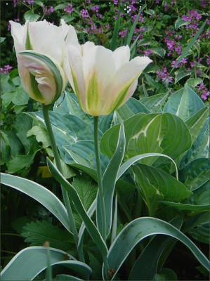 Hosta_Kiwi_Full_Monty.jpg