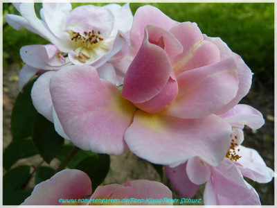 Sourire_Rose_Lens1996.jpg