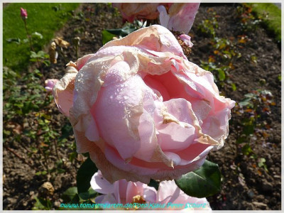 The_Queen_Elizabeth_Rose_Lammerts1954_02.jpg