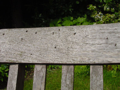 fliegen_holz04.jpg