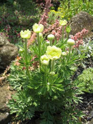 Anemone_unbekannt_Hortu.jpg