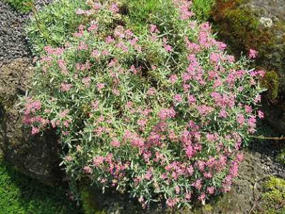 Ptilotrichum_spinosum_Rubrum_Hortu.jpg