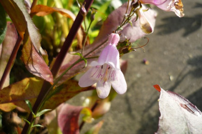penstemon_husker_red.jpg