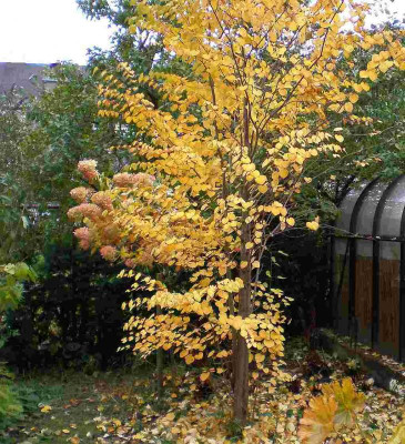 GP_Cercidiphyllum_japonicum_2011e.jpg