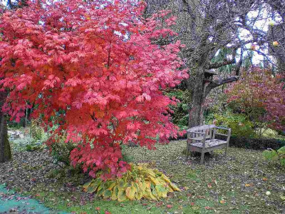 GP_Acer_japonicum_Aconitifolium_2011e.jpg