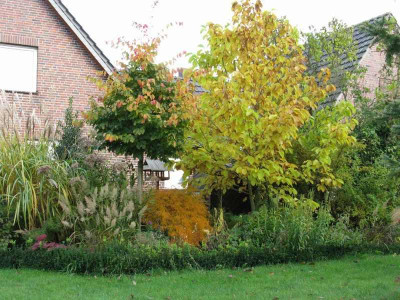 parottia_Gartenpur.jpg