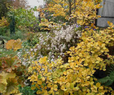 GP_Fothergilla_2011e.jpg