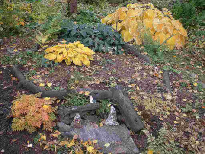 GP_Hosta_Herbstfarbung_2011e.jpg