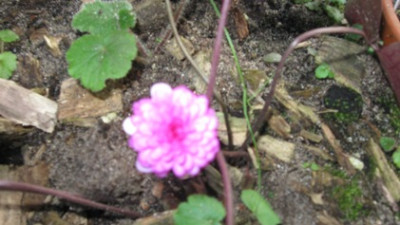Hepatica_013.jpg
