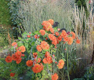 GP_Chrysanthemum_Paul_Boissier_2011e.jpg
