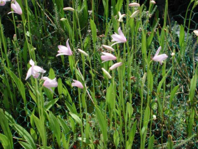 Pogonia_ophioglossoides.jpg