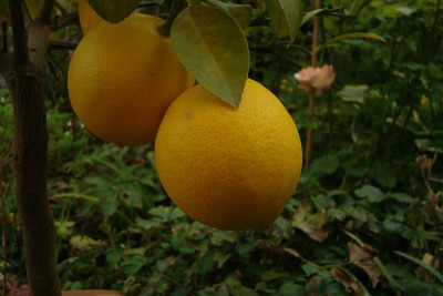 zitrus-cf_meyeri_201110_zg.jpg