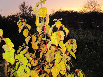 Cornus_sang_midwinter_Fire_111029.jpg