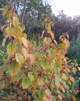 Cornus_sang_midwinter_Fire_111029_2.jpg