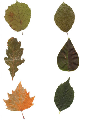 Blatt_Baum.jpg