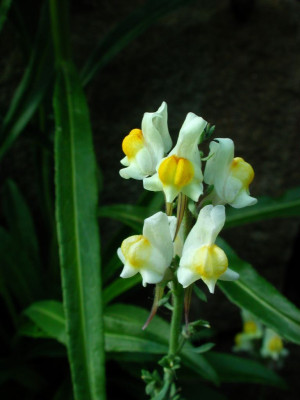 Linaria_supina-Hybride.jpg