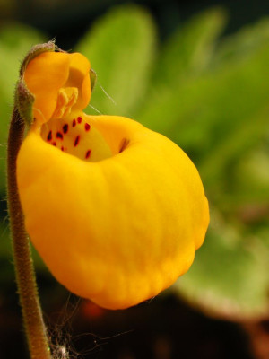 Calceolaria_biflora.jpg