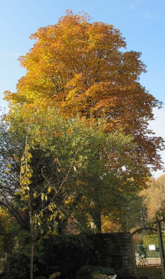 Kastanie_111030.jpg
