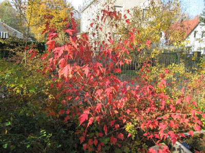 Acer_ginnala_111030.jpg