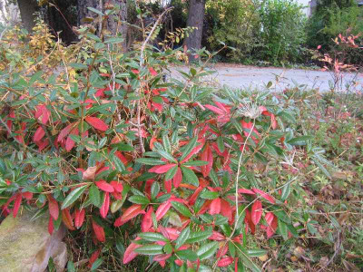 Berberis_julianae_111030.jpg