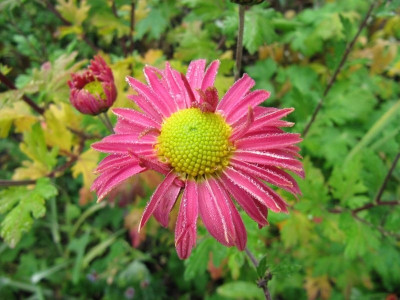 Chrysantheme_ungefullt_111030.jpg