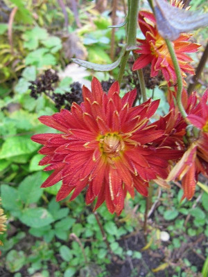 Chrysantheme_2_111030.jpg