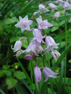 Hyacinthoides_hispanica_Rose_Queen.jpg