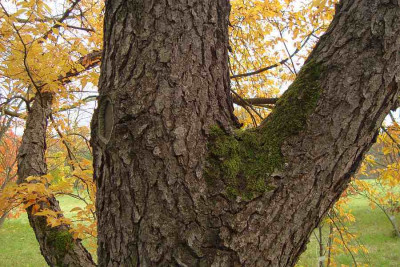 cf_201110_prunus-serotina_rinde_zg.jpg