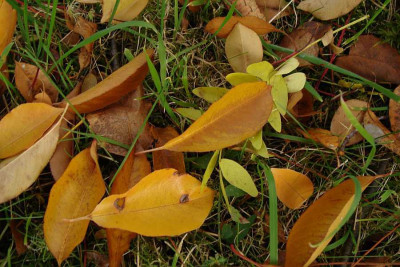 cf_201110_prunus-serotina_laub_zg.jpg