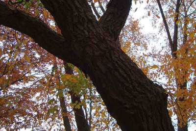 cf_201110_nyssa-sylvatica_rinde_zg.jpg