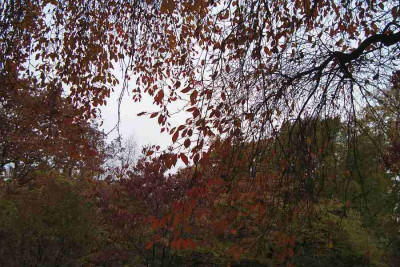 cf_201110_nyssa-sylvatica_habitus_zg.jpg