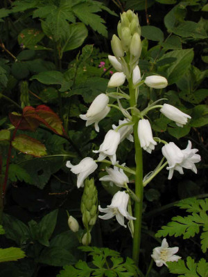 Hyacinthoides_hispanica_White_Queen.jpg