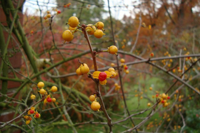 celastrus_20111030_zg.jpg