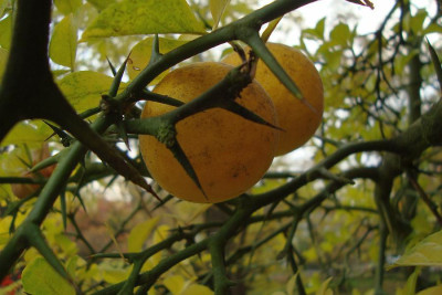 bitterorange_20111030_zg.jpg
