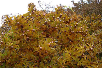 mespilus_20111030_zg.jpg