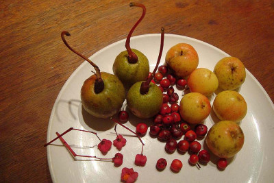 boga-fruechte_20111030_zg.jpg