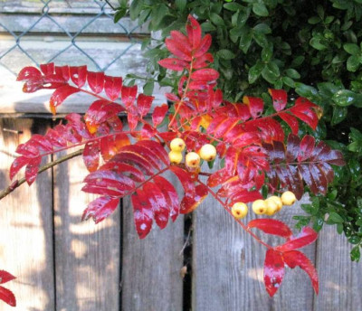 Sorbus_golden_Wonder_Gartenpur.jpg