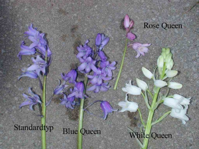 Hyacinthoides_hispanica_Farbgruppe1.jpg