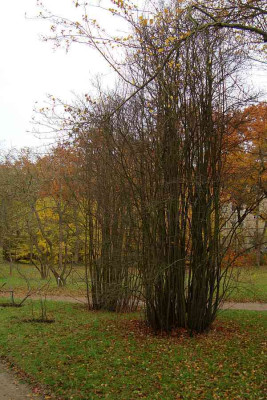 amelanchier-spicata_boga_zg.jpg