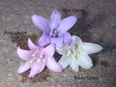 Hyacinthoides_hispanica_Farbgruppe.jpg