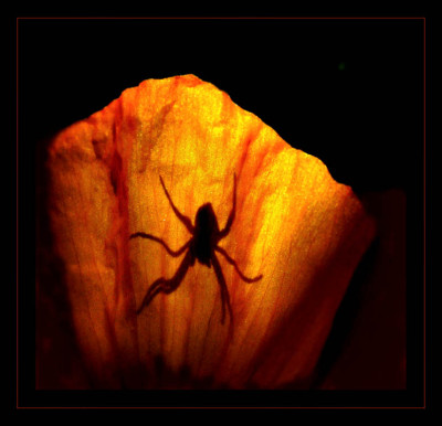 a_spinne_im_scheinmohngegenlicht.jpg