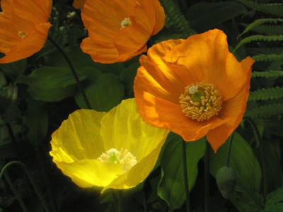 meconopsis_beide.jpg