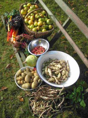 Ernte_31.10.11.jpg