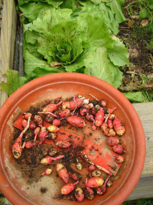 Oca_2011.jpg