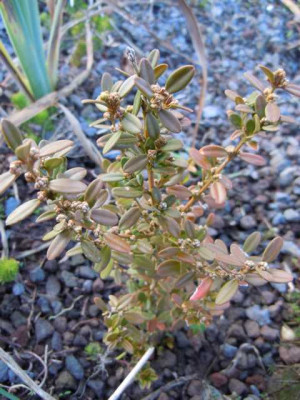 Buxus_sinica.JPG
