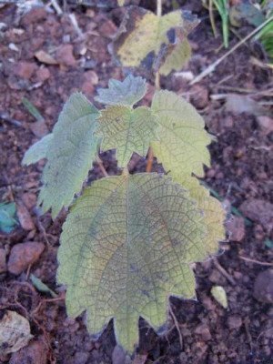 Boehmeria_platanifolia.JPG